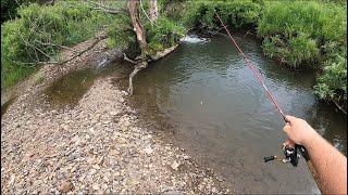 Catching Monster PA Wild Brown Trout in tiny Streams (26 inch trout) #mepps #streamer #fishing