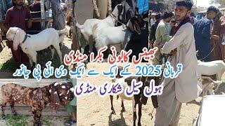 Bhains Colony Bakra Mandi latest update wholesale Shikari Mandi