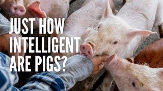 How Intelligent Are Pigs?