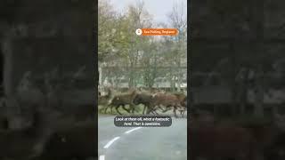 Herd of deer charges across road in England