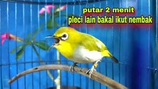 Suara Pleci Gacor Ngalas Nembak || Sekali Pancing Pleci Bustomi Bakal Ikut Nembak Dan Gacor