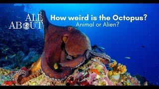 All about the reef octopus!