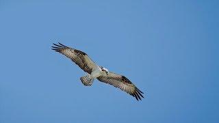 Osprey in Carburn Park