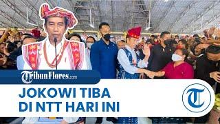 Hari Ini Presiden Joko Widodo Tiba di NTT