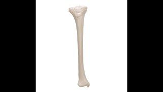 TIBIA BONE ANATOMY | SIDE DETERMINATION | FRACTURE | NERVES AND BLOOD SUPPLY