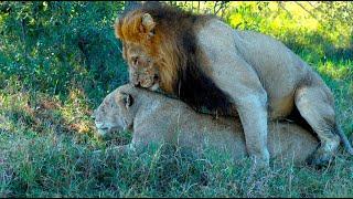 Male Lion Mating with Nharu Lioness (Red Road)