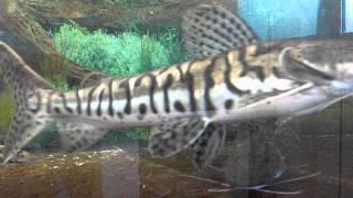 Pseudoplatystoma fasciatum tiger shovelnose catfish