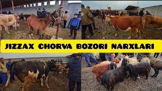 JIZZAX CHORVA BOZORI NARXLARI ЖИЗЗАХ ОСИО ЧОРВА МОЛ БОЗОРИ НАРХЛАРИ #rek #жиззах #ozod