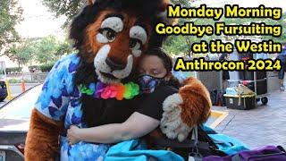 Anthrocon 2024 Monday Goodbye Fursuiting - Westin Lobby