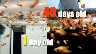 HOW I FEED BABIES MOLLY BALLOON FISH from day 1 to day 40