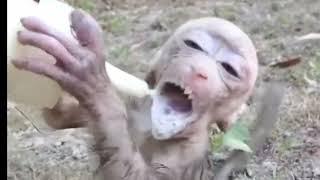 Cute Little baby monkey drinking milk | Monkey Life