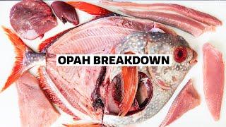 How to Fillet a WHOLE OPAH with Tommy Gomes