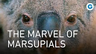 Adorable & Wild: Marsupials Like You’ve Never Seen Before | Full Wildlife Documentary