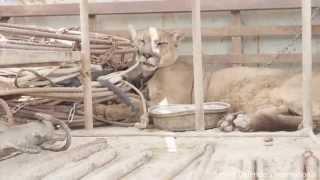 Unchained: Mountain lion returned to forest after life in back of circus pick-up truck