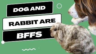 Introducing Your Dog To Your Rabbit In 7 Easy Steps
