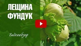 Лещина обыкновенная  Посадка и уход  Видеообзор hitsadTV