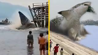 Ont-ils trouvé un Megalodon vivant dans la fosse des Mariannes ?