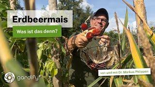 Erdbeermais: Anbau, Ernte & Popcorn – Caros und Markus Tipps für deinen Garten!