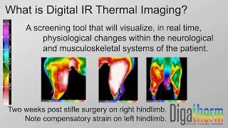 10 Minute Intro to Veterinary Digital Thermal Imaging