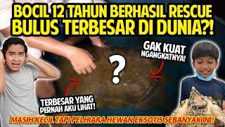 BOCIL 12 TAHUN PELIHARA HEWAN EKSOTIS! BERHASIL RESCUE BULUS TERBESAR DI DUNIA?! NINO TURTLE KING!