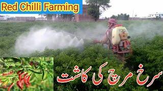 Red Chilli Farming | Red Chilli Fields |Surakh Mirch |Lal Mirch |Sajjad Gallery