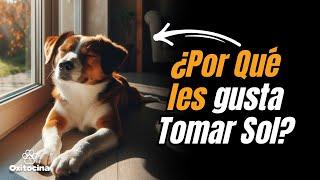 ¿Por qué los Perros Toman Sol? Descubre sus Beneficios