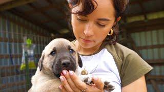 meet the 8 new puppies (his name is tax fraud)