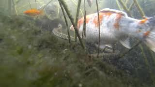 Grass Snake Attacks Fish