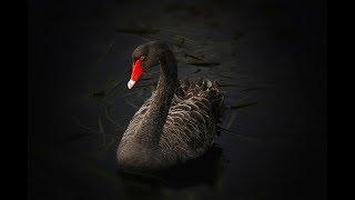 lago de los cisnes en cajita musical