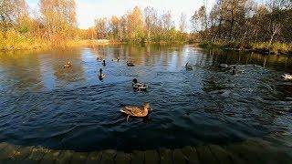 Duck sounds with quacking and splashing on the river