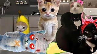 Baby Banana Cat Cry and Happy Videos Episode 29 