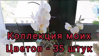 Обзор моих комнатных растений. Мои зелёные друзья #влог #мотивация #жизньвгермании #растения #