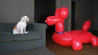 Dog vs Balloon Dog Prank: Funny Dogs Maymo, Penny & Potpie Have Fun with Giant Balloon Dog