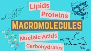 Macromolecules | Classes and Functions