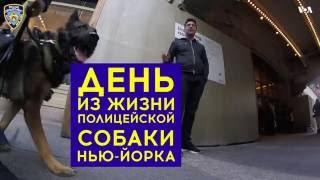 Как выглядит один день из жизни полицейской собаки Нью-Йорка