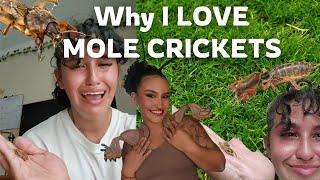 Mole Cricket Infodump