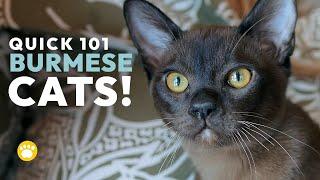 Burmese Cats Quick 101: Should You Get One?