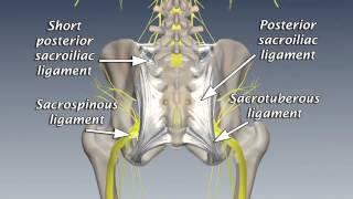 SI Joint Anatomy, Biomechanics