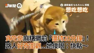 柴犬在麻糬攤前僵持20分鐘 路人好奇圍觀 媽媽傻眼：快點走｜寵物｜動物｜狗｜搞笑