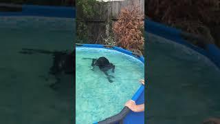 Happy dog swimming in the pool. Собака плавает в бассейне