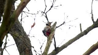 Great Spotted Woodpecker | Дятел звичайний