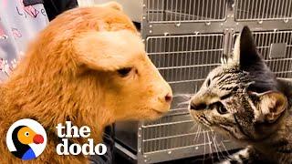 Cat Reaches Into Every Cage At The Vet To Pet The Animals | The Dodo Cat Crazy