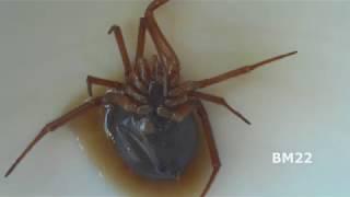 False Black Widow Spider Under High Magnification Using KKmoon Microscope