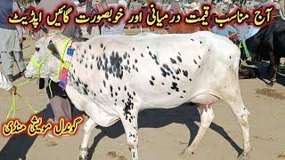 Low Prices Milking Cows Latest Prices Updates On Gondal Maweshi Mandi || My Life Channel