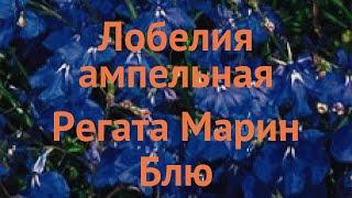 Лобелия ампельная Марин Блю  лобелия Марин Блю обзор: как сажать семена лобелии Марин Блю