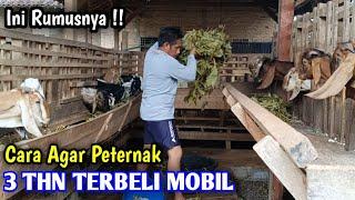 Harus Seperti Ini Agar Peternakan Bisa Jadi Usaha Utama