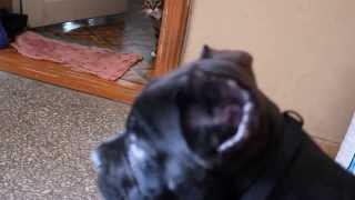 Cane corso puppy Balder meets the cats  Щенок кане корсо Бальдер знакомится с котами