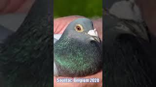 Souillac, Belgium 2020 #pigeon #short #鴿子