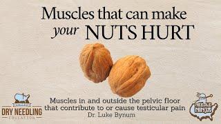 Testicle Pain - How muscles can make your TESTICLES hurt!