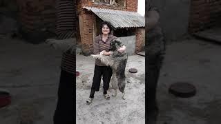 My mother plays with big dog